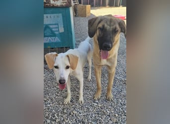 Kajan hofft, von seinen Menschen gefunden zu werden