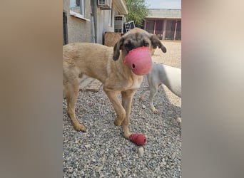 Kajan hofft, von seinen Menschen gefunden zu werden