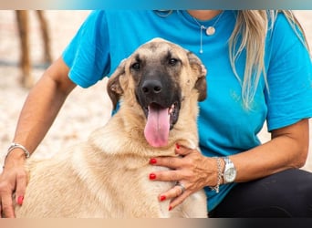 Kajan hofft, von seinen Menschen gefunden zu werden