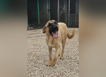 Kajan hofft, von seinen Menschen gefunden zu werden