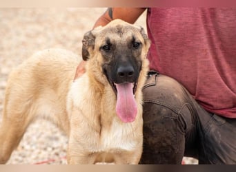 Kajan hofft, von seinen Menschen gefunden zu werden