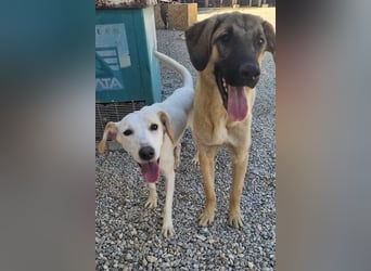 Kajan hofft, von seinen Menschen gefunden zu werden