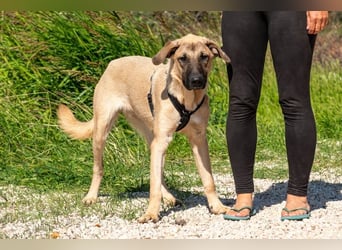 Kajan hofft, von seinen Menschen gefunden zu werden