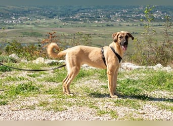Kajan hofft, von seinen Menschen gefunden zu werden