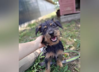 Mini Schnauzer Mix - Kiki