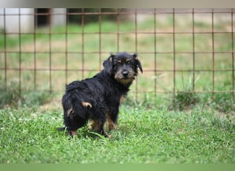 Mini Schnauzer Mix - Kiki