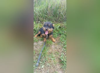 Mini Schnauzer Mix - Kiki