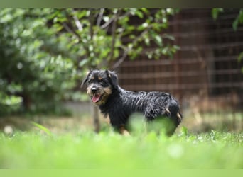 Mini Schnauzer Mix - Kiki