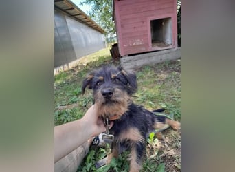 Mini Schnauzer Mix - Kiki