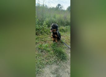 Mini Schnauzer Mix - Kiki