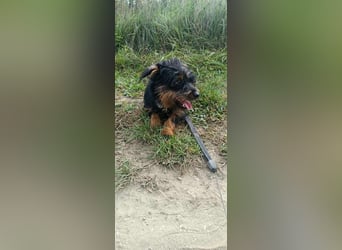 Mini Schnauzer Mix - Kiki