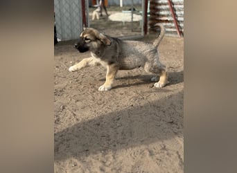 Nevin bereit für ein neues Leben an deiner Seite