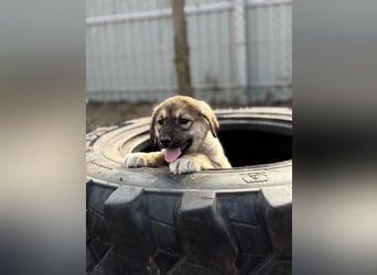 Nevin bereit für ein neues Leben an deiner Seite