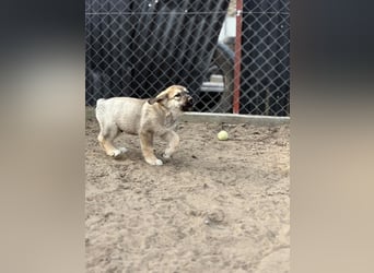 Nevin bereit für ein neues Leben an deiner Seite