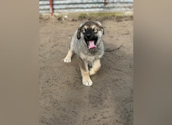 Nevin bereit für ein neues Leben an deiner Seite