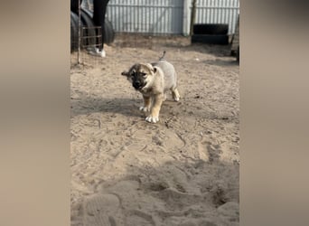 Nevin bereit für ein neues Leben an deiner Seite