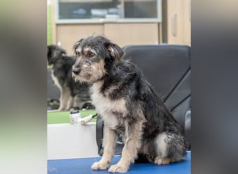 BAGEL Freundlicher Allrounder (Ukraine)