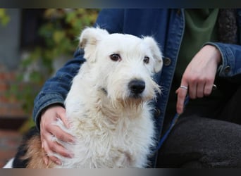 UMKA - menschenbezogene Traumhündin (Ukraine)