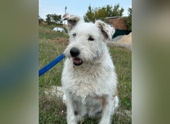 UMKA - menschenbezogene Traumhündin (Ukraine)