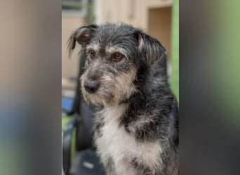 BAGEL Freundlicher Allrounder (Ukraine)