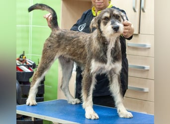 Christopher - Bester Freund (Ukraine)