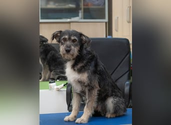 BAGEL Freundlicher Allrounder (Ukraine)