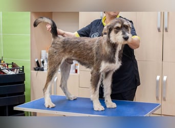 Christopher - Bester Freund (Ukraine)