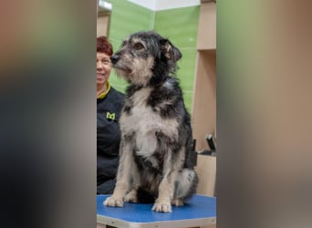 BAGEL Freundlicher Allrounder (Ukraine)