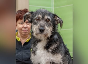 BAGEL Freundlicher Allrounder (Ukraine)