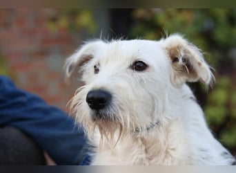 UMKA - menschenbezogene Traumhündin (Ukraine)