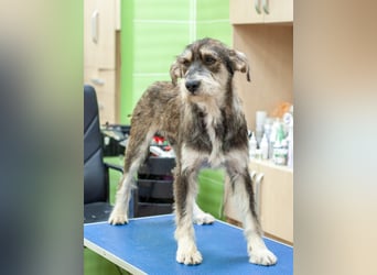 Christopher - Bester Freund (Ukraine)