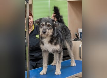 BAGEL Freundlicher Allrounder (Ukraine)