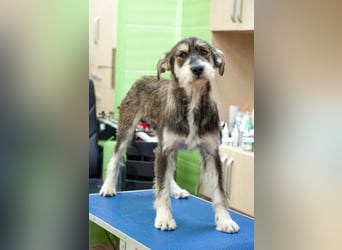 Christopher - Bester Freund (Ukraine)