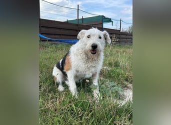 UMKA - menschenbezogene Traumhündin (Ukraine)