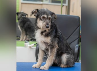 BAGEL Freundlicher Allrounder (Ukraine)