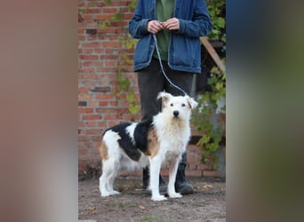 UMKA - menschenbezogene Traumhündin (Ukraine)