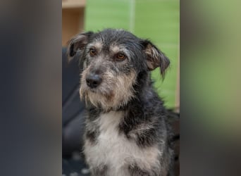 BAGEL Freundlicher Allrounder (Ukraine)