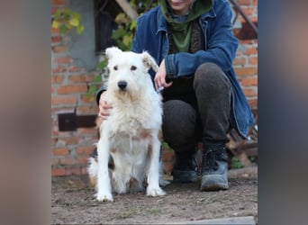 UMKA - menschenbezogene Traumhündin (Ukraine)