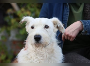 UMKA - menschenbezogene Traumhündin (Ukraine)