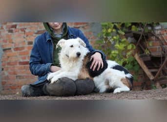 UMKA - menschenbezogene Traumhündin (Ukraine)