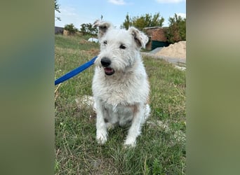 UMKA - menschenbezogene Traumhündin (Ukraine)