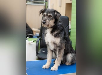 BAGEL Freundlicher Allrounder (Ukraine)