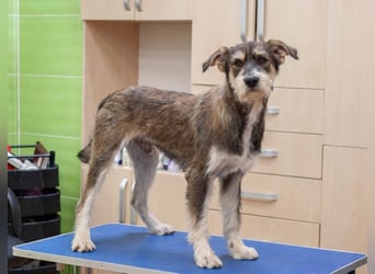 Christopher - Bester Freund (Ukraine)