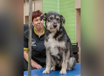 BAGEL Freundlicher Allrounder (Ukraine)