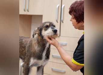 Christopher - Bester Freund (Ukraine)