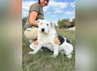 UMKA - menschenbezogene Traumhündin (Ukraine)