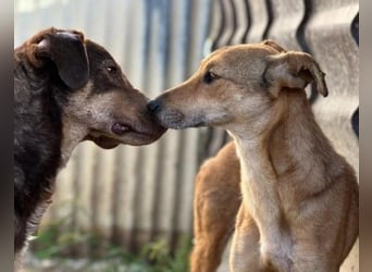 Ruhiger Senior Santo sucht sein Zuhause
