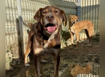 Ruhiger Senior Santo sucht sein Zuhause