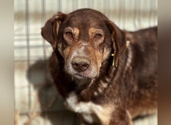 Ruhiger Senior Santo sucht sein Zuhause