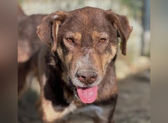 Ruhiger Senior Santo sucht sein Zuhause